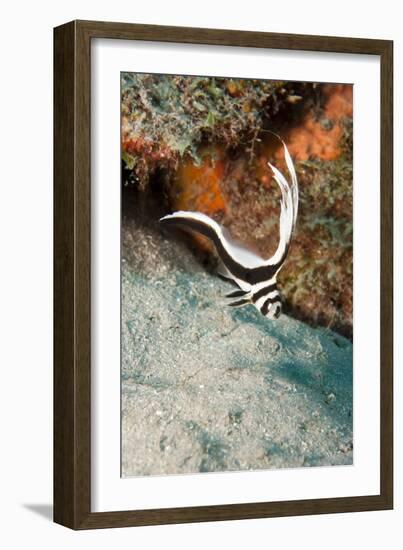 Juvenile Spotted Drum (Equetus Punctatus), Dominica, West Indies, Caribbean, Central America-Lisa Collins-Framed Photographic Print