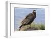 Juvenile Striated Caracara. Falkland Islands-Martin Zwick-Framed Photographic Print