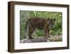 Juvenile Sumatran Tiger (Panthera Tigris Sumatrae), Aged Four Months, Captive-Edwin Giesbers-Framed Photographic Print