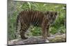 Juvenile Sumatran Tiger (Panthera Tigris Sumatrae), Aged Four Months, Captive-Edwin Giesbers-Mounted Photographic Print