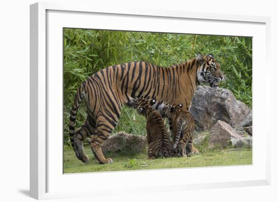 Juvenile Sumatran Tiger (Panthera Tigris Sumatrae), Aged Four Months, Suckling From Its Mother-Edwin Giesbers-Framed Photographic Print