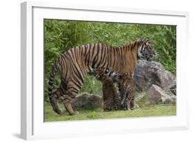 Juvenile Sumatran Tiger (Panthera Tigris Sumatrae), Aged Four Months, Suckling From Its Mother-Edwin Giesbers-Framed Photographic Print