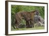 Juvenile Sumatran Tiger (Panthera Tigris Sumatrae), Aged Four Months, Suckling From Its Mother-Edwin Giesbers-Framed Photographic Print