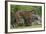 Juvenile Sumatran Tiger (Panthera Tigris Sumatrae), Aged Four Months, Suckling From Its Mother-Edwin Giesbers-Framed Photographic Print