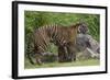 Juvenile Sumatran Tiger (Panthera Tigris Sumatrae), Aged Four Months, Suckling From Its Mother-Edwin Giesbers-Framed Photographic Print