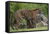 Juvenile Sumatran Tiger (Panthera Tigris Sumatrae), Aged Four Months, Suckling From Its Mother-Edwin Giesbers-Framed Stretched Canvas