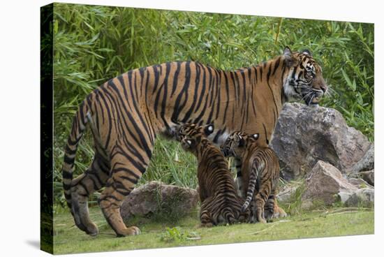 Juvenile Sumatran Tiger (Panthera Tigris Sumatrae), Aged Four Months, Suckling From Its Mother-Edwin Giesbers-Stretched Canvas