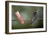 Juvenile Swallow (Hirundo Rustica) Perched on Clothes Line. Bradworthy, Devon, UK-null-Framed Photographic Print