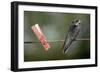 Juvenile Swallow (Hirundo Rustica) Perched on Clothes Line. Bradworthy, Devon, UK-null-Framed Photographic Print