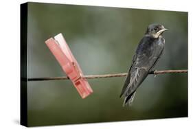 Juvenile Swallow (Hirundo Rustica) Perched on Clothes Line. Bradworthy, Devon, UK-null-Stretched Canvas