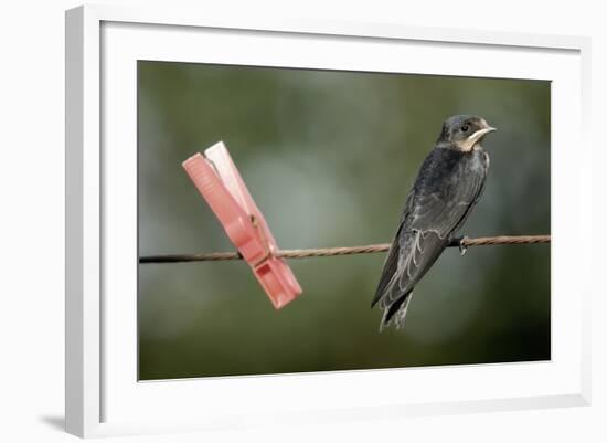 Juvenile Swallow (Hirundo Rustica) Perched on Clothes Line. Bradworthy, Devon, UK-null-Framed Photographic Print