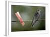 Juvenile Swallow (Hirundo Rustica) Perched on Clothes Line. Bradworthy, Devon, UK-null-Framed Photographic Print