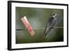 Juvenile Swallow (Hirundo Rustica) Perched on Clothes Line. Bradworthy, Devon, UK-null-Framed Photographic Print