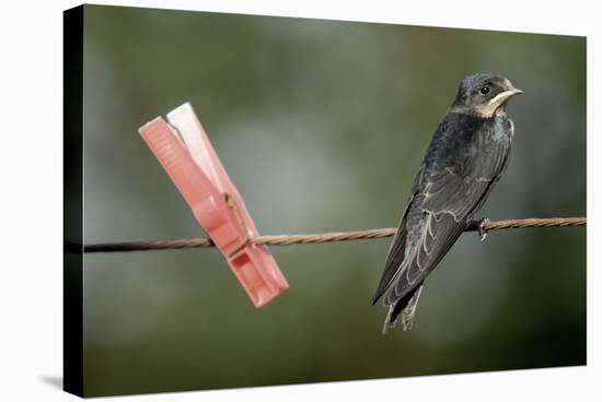 Juvenile Swallow (Hirundo Rustica) Perched on Clothes Line. Bradworthy, Devon, UK-null-Stretched Canvas