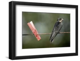 Juvenile Swallow (Hirundo Rustica) Perched on Clothes Line. Bradworthy, Devon, UK-null-Framed Photographic Print