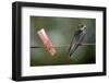 Juvenile Swallow (Hirundo Rustica) Perched on Clothes Line. Bradworthy, Devon, UK-null-Framed Photographic Print