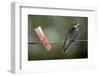 Juvenile Swallow (Hirundo Rustica) Perched on Clothes Line. Bradworthy, Devon, UK-null-Framed Photographic Print