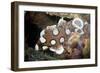 Juvenile Sweetlips-Matthew Oldfield-Framed Photographic Print