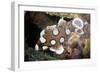 Juvenile Sweetlips-Matthew Oldfield-Framed Photographic Print