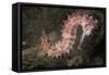 Juvenile Thorny Seahorse-Hal Beral-Framed Stretched Canvas