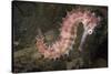 Juvenile Thorny Seahorse-Hal Beral-Stretched Canvas