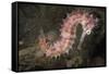 Juvenile Thorny Seahorse-Hal Beral-Framed Stretched Canvas