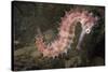 Juvenile Thorny Seahorse-Hal Beral-Stretched Canvas