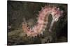 Juvenile Thorny Seahorse-Hal Beral-Stretched Canvas