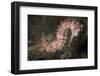Juvenile Thorny Seahorse-Hal Beral-Framed Premium Photographic Print