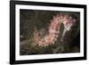 Juvenile Thorny Seahorse-Hal Beral-Framed Photographic Print