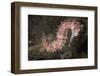 Juvenile Thorny Seahorse-Hal Beral-Framed Photographic Print