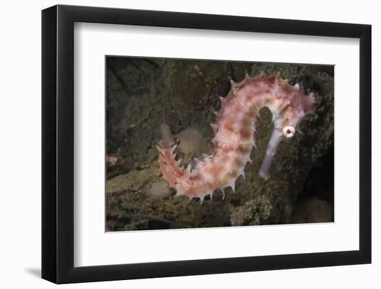 Juvenile Thorny Seahorse-Hal Beral-Framed Photographic Print