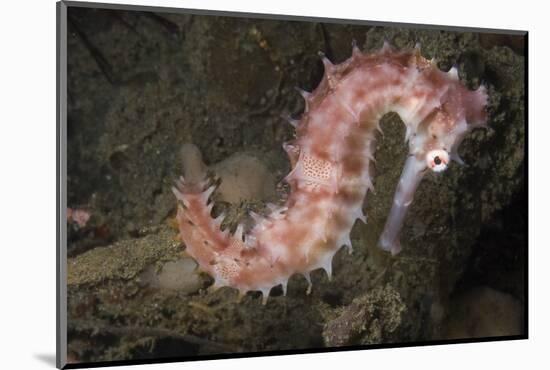 Juvenile Thorny Seahorse-Hal Beral-Mounted Photographic Print