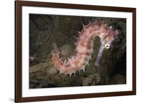 Juvenile Thorny Seahorse-Hal Beral-Framed Photographic Print