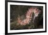 Juvenile Thorny Seahorse-Hal Beral-Framed Photographic Print