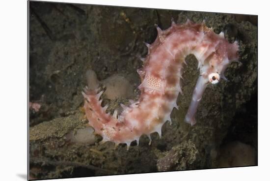 Juvenile Thorny Seahorse-Hal Beral-Mounted Photographic Print