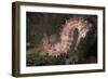 Juvenile Thorny Seahorse-Hal Beral-Framed Photographic Print