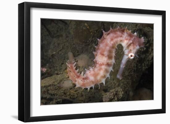 Juvenile Thorny Seahorse-Hal Beral-Framed Photographic Print