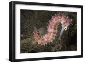Juvenile Thorny Seahorse-Hal Beral-Framed Photographic Print