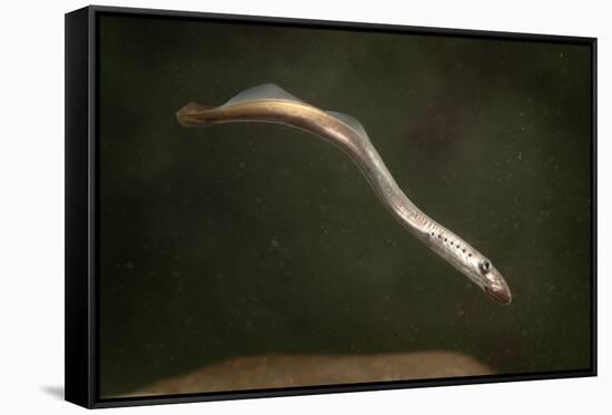 Juvenile Three Toothed - Pacific Lamprey (Lampetra Tridentata) Usgs Columbia River Research Lab-Michael Durham-Framed Stretched Canvas