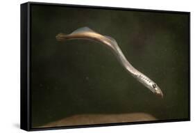 Juvenile Three Toothed - Pacific Lamprey (Lampetra Tridentata) Usgs Columbia River Research Lab-Michael Durham-Framed Stretched Canvas