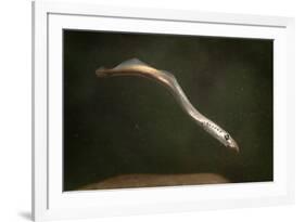 Juvenile Three Toothed - Pacific Lamprey (Lampetra Tridentata) Usgs Columbia River Research Lab-Michael Durham-Framed Photographic Print