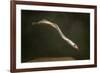 Juvenile Three Toothed - Pacific Lamprey (Lampetra Tridentata) Usgs Columbia River Research Lab-Michael Durham-Framed Photographic Print