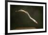 Juvenile Three Toothed - Pacific Lamprey (Lampetra Tridentata) Usgs Columbia River Research Lab-Michael Durham-Framed Photographic Print