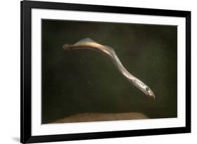 Juvenile Three Toothed - Pacific Lamprey (Lampetra Tridentata) Usgs Columbia River Research Lab-Michael Durham-Framed Photographic Print