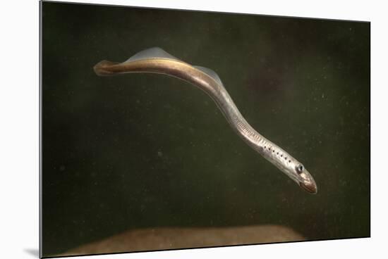Juvenile Three Toothed - Pacific Lamprey (Lampetra Tridentata) Usgs Columbia River Research Lab-Michael Durham-Mounted Photographic Print