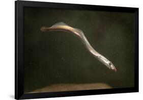 Juvenile Three Toothed - Pacific Lamprey (Lampetra Tridentata) Usgs Columbia River Research Lab-Michael Durham-Framed Photographic Print