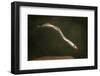 Juvenile Three Toothed - Pacific Lamprey (Lampetra Tridentata) Usgs Columbia River Research Lab-Michael Durham-Framed Photographic Print