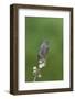 juvenile Townsend's Solitaire-David Hosking-Framed Photographic Print