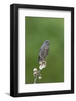 juvenile Townsend's Solitaire-David Hosking-Framed Photographic Print